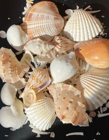 sea shells for resin art
