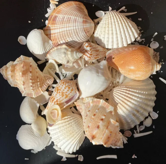 sea shells for resin art