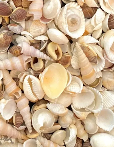 small sea shells for resin art |ocean art| keychains| pendants