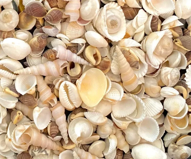 small sea shells for resin art |ocean art| keychains| pendants